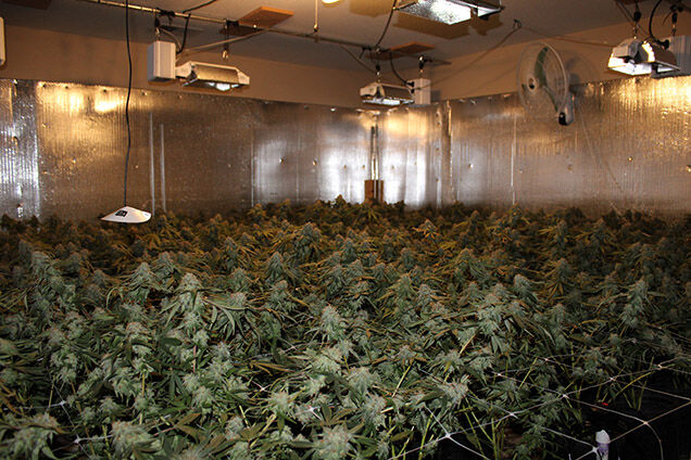 Illegal marijuana grow operations dismantled